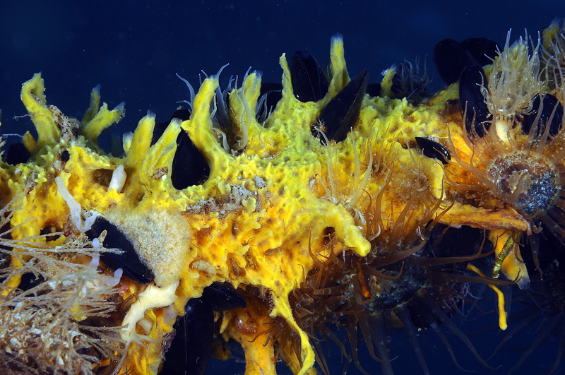 Tre poriferi del Mar Piccolo